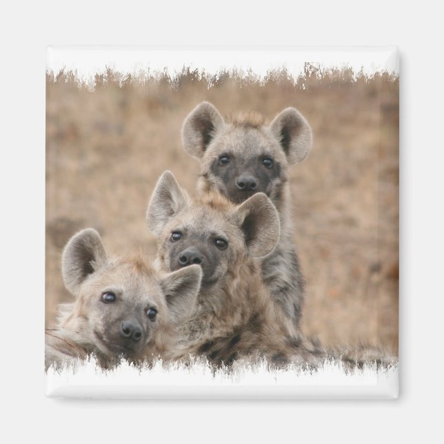 Imán Hyenas Square Magnet (Frente)