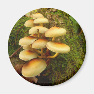 Imán Hypholoma fasciculare Mushroom Magnet