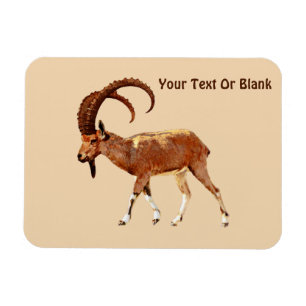 Imán Ibex nubio - Ein Gedi