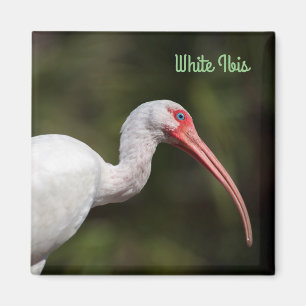 Imán Ibis blanco