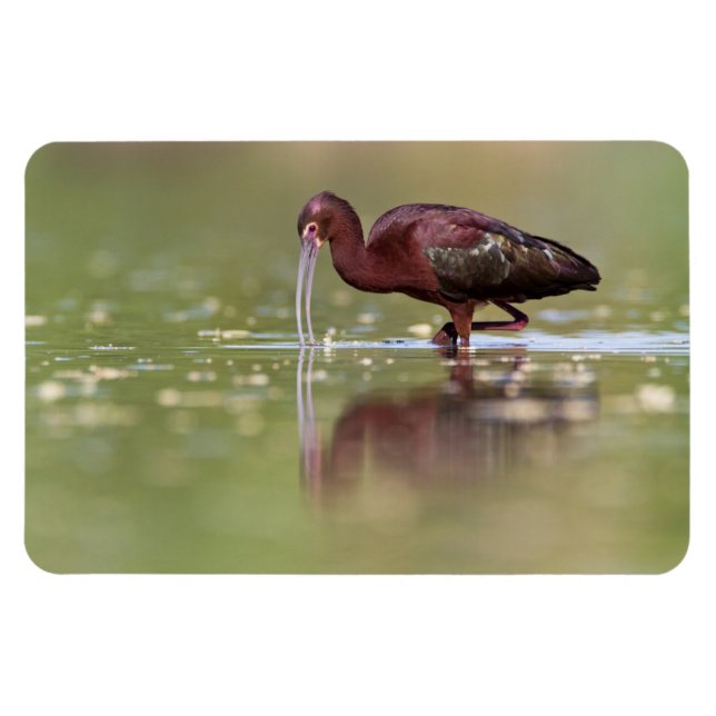 Imán Ibis en las lagunas (Horizontal)