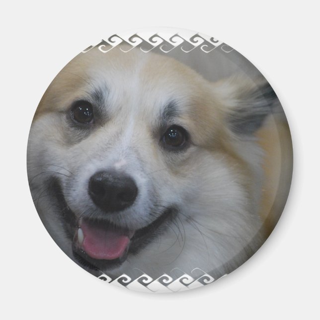 Imán icelandic-sheepdog-2.jpg (Frente)