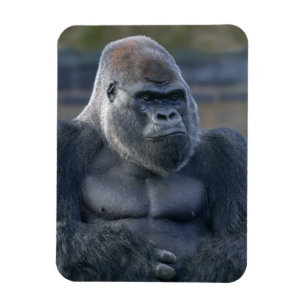 Imán Icónico Silverback Oumbi