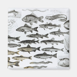 Imán Ictiología, pescados oseos, Marisipobranchs