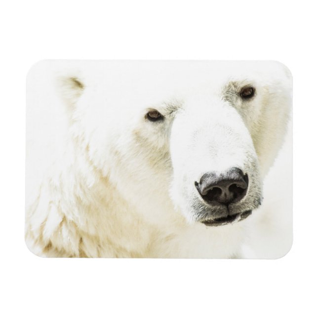 Imán Icy stare de un oso polar (Horizontal)