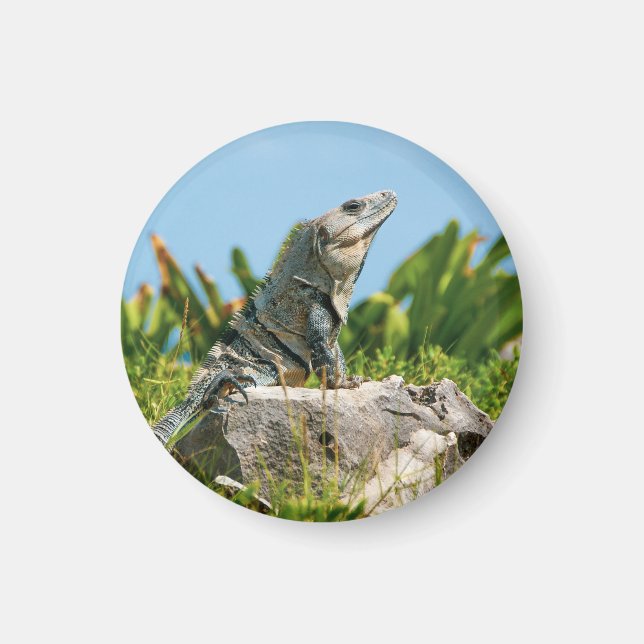 Imán Iguana (Frente)