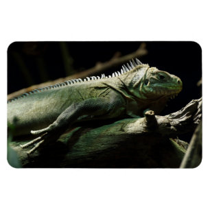 Imán Iguana delicatissima