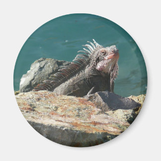 Imán Iguana en Santo Tomás