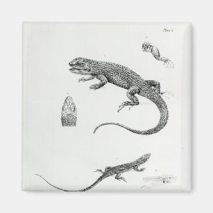 Imán Iguana escalonada