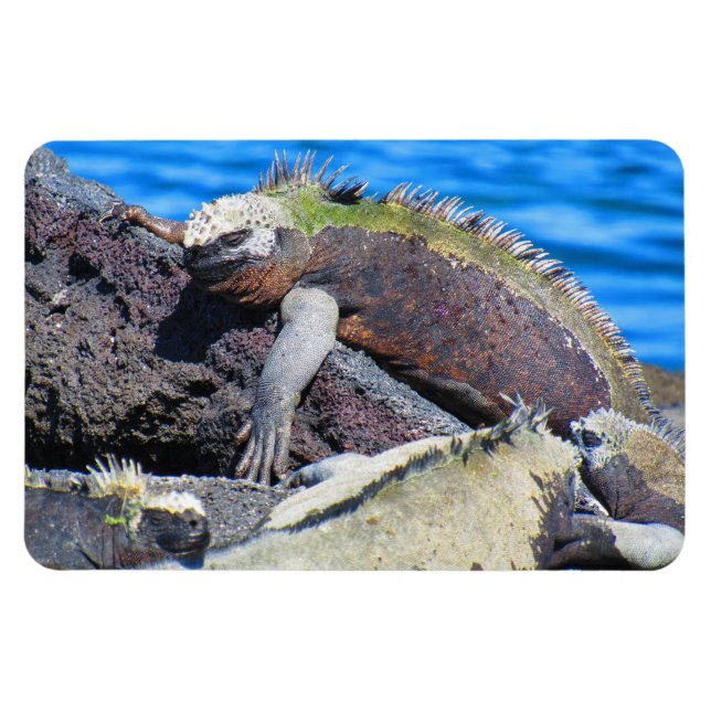 Imán iguana marina de las galápagos (Horizontal)