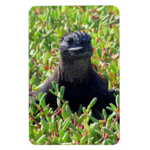 Imán iguana marina galápagos