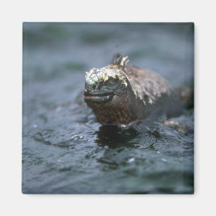 Imán Iguana marina que nada hacia fuera para alimentar