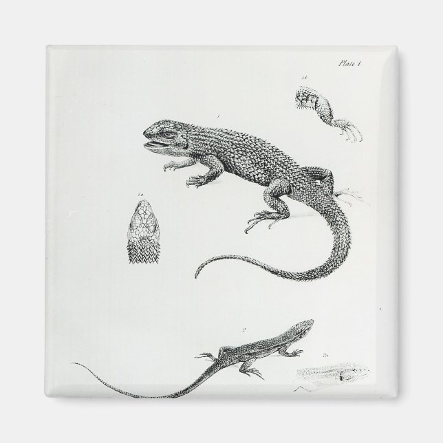 Imán Iguana Shingke (Frente)