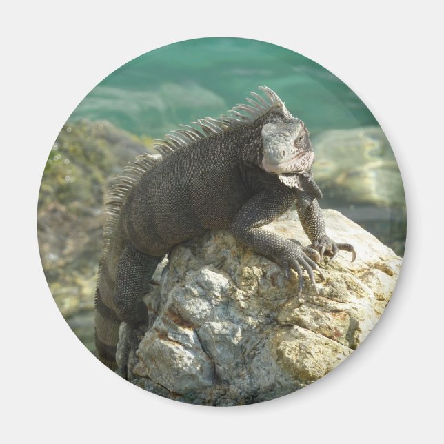 Imán Iguana sobre las rocas en Santo Tomás (Frente)