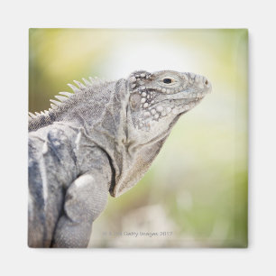 Imán Iguana verde grande que toma el sol en el sol en