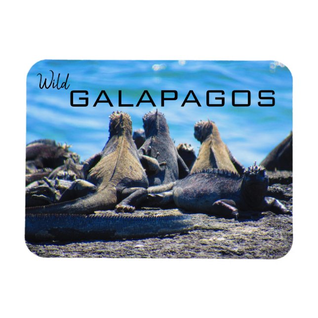 Imán iguanas de galápagos silvestres (Horizontal)