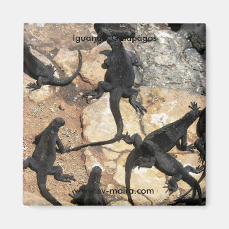 Imán Iguanas marinas, Islas las Plazas, Galápagos