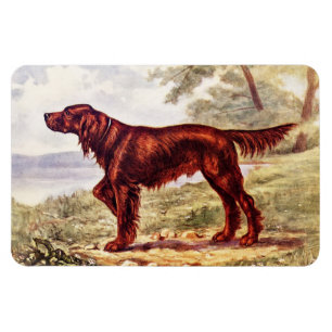 Imán Ilustracion 1900 de Irish Setter del perro que se