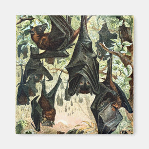 Imán Ilustracion acadamia de zorro volador vintage