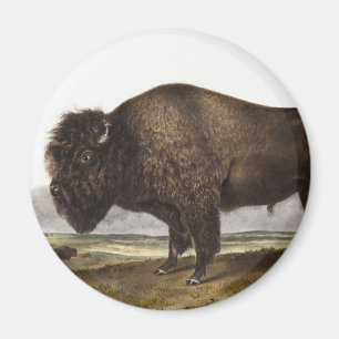 Imán Ilustracion americano Bison (Bos Americanus)
