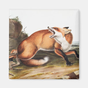 Imán Ilustracion americano de Fox Roja (Vulpes Fulvus)
