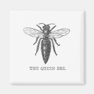 Imán Ilustración antigua de insecto bug abeja reina