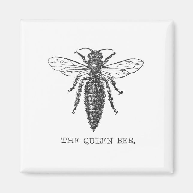 Imán Ilustración antigua de insecto bug abeja reina (Frente)