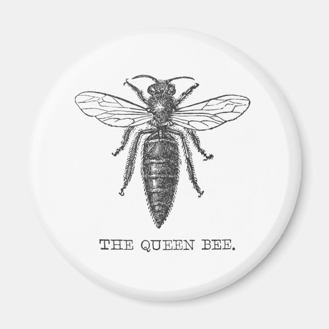 Imán Ilustración antigua de insecto bug abeja reina (Frente)