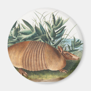 Imán Ilustracion Armadillo (Dasypus Peba) de nueve band