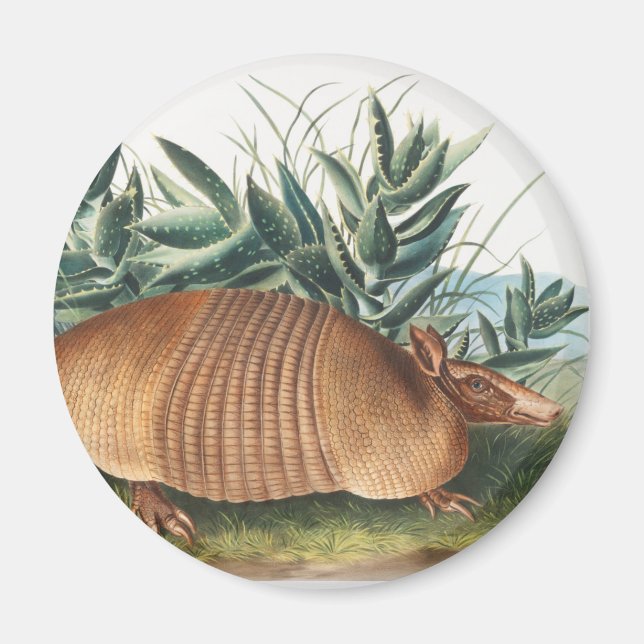 Imán Ilustracion Armadillo (Dasypus Peba) de nueve band (Frente)