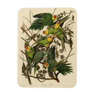 Imán Ilustracion Audubon Carolina Parrot Bird