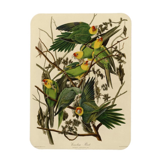 Imán Ilustracion Audubon Carolina Parrot Bird (Vertical)