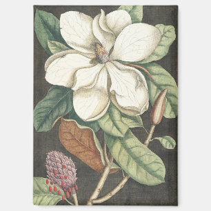 Imán Ilustración botánica vintage de magnolia de Catesb