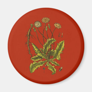 Imán Ilustracion botánico de Dandelion