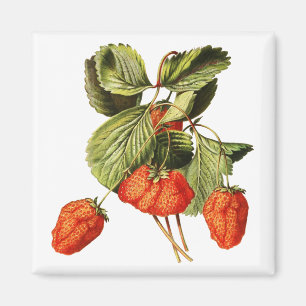 Imán Ilustracion botánico de fresa Fruta Vintage