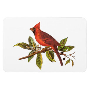 Imán Ilustracion cardinal del pájaro de la canción de