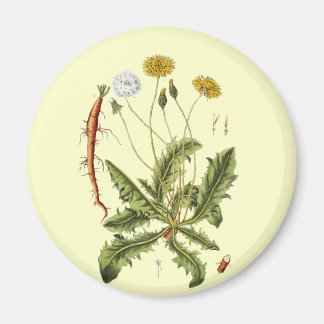 Imán Ilustracion Dandelion de época