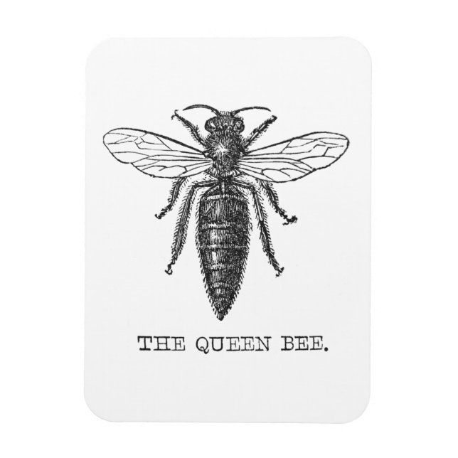 Imán Ilustracion de antigüedades de insectos de Queen B (Vertical)