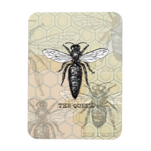 Imán Ilustracion de antigüedades de insectos de Queen B