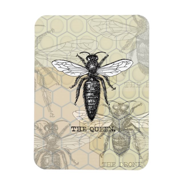 Imán Ilustracion de antigüedades de insectos de Queen B (Vertical)