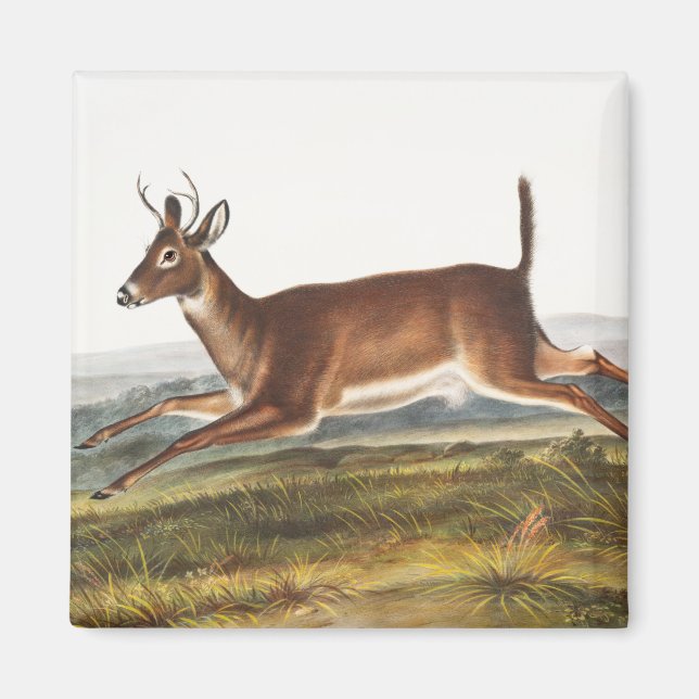 Imán Ilustracion de Cervus leucurus de cola larga (Frente)