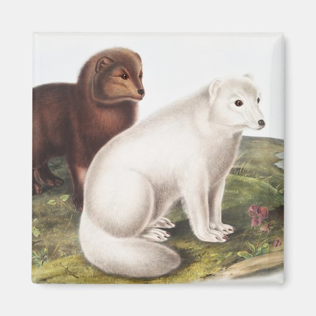 Imán Ilustracion de Fox Ártica (Vulpes Lagopus) (Frente)
