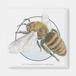Imán Ilustracion de la abeja europea de la miel