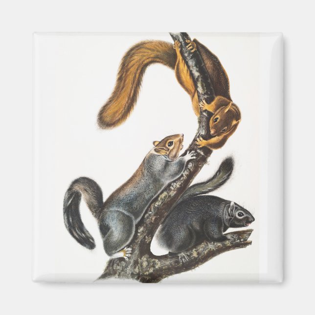 Imán Ilustracion de la ardilla del gato (Sciurus cinere (Frente)