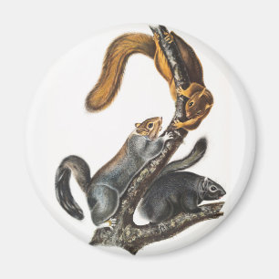 Imán Ilustracion de la ardilla del gato (Sciurus cinere