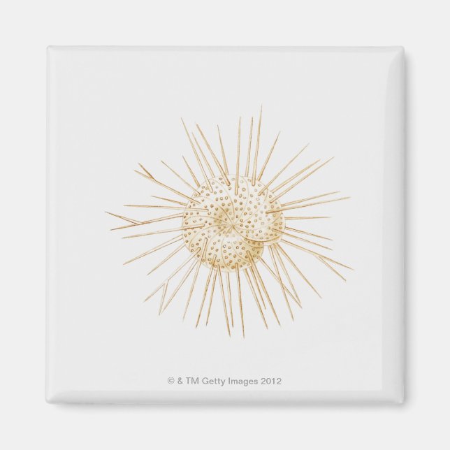 Imán Ilustracion de la cáscara de foraminiferan (Frente)