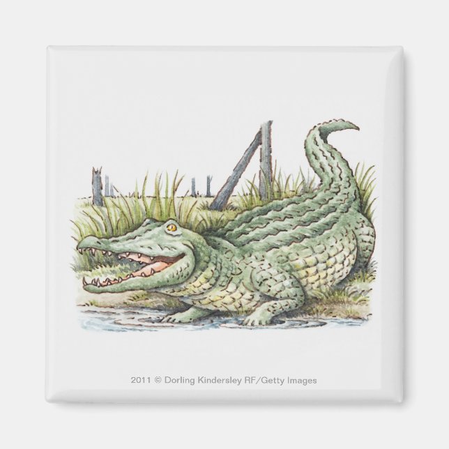 Imán Ilustracion de lagarto en la orilla (Frente)