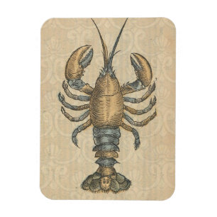 Imán Ilustracion de langosta Antique Maine