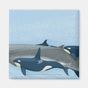 Imán Ilustracion de las orcas que trabajan en un grupo