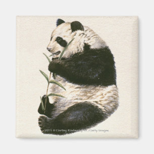 Imán Ilustracion de panda gigante alimentándose con bam